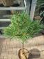 Preview: Pinus Sylvestris stämmchen - 80cm Stammhöhe.