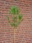 Preview: Pinus Pinea 150cm Mittelmeer - Schirmpinie.