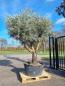 Preview: Olivenbaum Hojiblanca XXL 260cm verzweigt  Nr.58 - genau diesen abgebildeten.