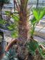 Preview: Trachycarpus Wagnerianus Palmengruppe -Weiblich mit Samen!