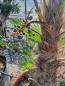 Preview: Trachycarpus Wagnerianus Palmengruppe -Weiblich mit Samen!