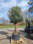 Preview: Olivenbaum Hojiblanca 300cm Bonsai Nr.84 - genau diesen abgebildeten.