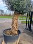 Preview: Olivenbaum Hojiblanca 280cm Bonsai Nr.92 - genau diesen abgebildeten.