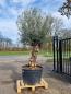Preview: Olivenbaum Hojiblanca Bonsai Nr.93 - genau diesen abgebildeten.