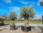 Preview: Ein mega großer Olivenbaum Hojiblanca- 350cm - über 200 Jährig.