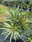 Preview: Yucca gloriosa variegata XL - genau diesen im Bild.