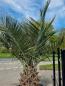 Preview: Honigpalme Jubaea Chilensis 85cm Stamm - Winterharte Palme