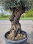Preview: Einen schönen alten und dicken (145 Jährigen) Olivenbaum kaufen