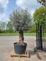 Preview: Einen schönen alten und dicken (90 Jährigen) Olivenbaum kaufen.