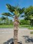 Preview: Winterharte Wagnerianus Hanfpalme 250cm ↑ genau diesen↑ Trachycarpus Nr.83