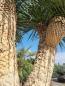 Preview: Mega große Yucca Rostrata 300cm - vielen Stämmen verzweigt.