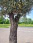 Preview: Olivenbaum 280cm - mit hohem Stamm (70 Jährig) Olivenbaum kaufen.