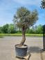 Preview: Olivenbaum 280cm - mit hohem Stamm (70 Jährig) Olivenbaum kaufen.