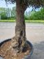 Preview: Olivenbaum 260cm  (80 Jährig) Olivenbaum kaufen.