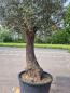 Preview: Olivenbaum 270cm - mit hohem Stamm (100 Jährig) Olivenbaum kaufen.