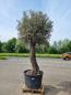 Preview: Olivenbaum 290cm - mit hohem Stamm (90 Jährig) Olivenbaum kaufen.