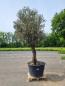 Preview: Olivenbaum 280cm  (60 Jährig) Olivenbaum kaufen.