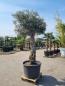 Preview: Olivenbaum 270cm - mit hohem Stamm (80 Jährig) Olivenbaum kaufen.