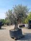 Preview: Olivenbaum mit einer Mega großen Blattkrone - Genau dieser steht zum verkauf.