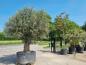 Preview: Olivenbaum mit einer Mega großen Blattkrone - Genau dieser steht zum verkauf.