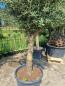 Preview: Olivenbaum Hojiblanca 290cm - genau diesen abgebildeten - Nr.267