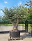 Preview: Mega großer Olivenbaum 350cm  - Genau dieser steht zum verkauf.