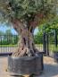 Preview: Mega großer Olivenbaum 320cm  - Genau dieser steht zum verkauf.