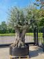 Preview: Mega großer Olivenbaum 320cm  - Genau dieser steht zum verkauf.