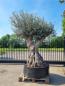 Preview: Mega großer Olivenbaum 300cm  - Genau dieser steht zum verkauf.