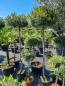 Preview: Pinus nigra Pierrick Bregeon® 195cm - 140cm Hochstamm