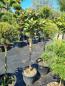 Preview: Magnolia-grandiflora--Little-Gem--150cm