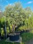 Preview: Olivenbaum Hojiblanca XXL 260cm verzweigt  Nr.58 - genau diesen abgebildeten.
