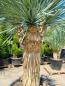 Preview: Yucca Rostrata mit 3 Köpfe - 220cm - 115cm Stamm - genau diesen im Bild.