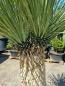 Preview: Yucca Rostrata mit 3 Köpfe - 190cm - 90cm Stamm - genau diesen im Bild.
