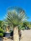 Preview: Yucca Rostrata XXL - 275cm - 160cm Stamm - genau diesen im Bild.