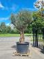 Preview: Olivenbaum mit hohem Stamm kaufen