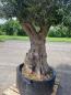 Preview: Mega Olivenbaum 300cm - um die 180 Jahre Alt.
