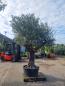 Preview: Olivenbaum 160cm mit extra hohem 300cm Stamm Nr.319-2