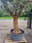 Preview: Olivenbaum 300cm mit extra hohem 190cm Stamm Nr.321
