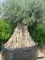 Preview: Olivenbaum mit 380cm Stammumfang - um die +350 Jahre Alt.