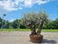 Preview: Olivenbaum Hojiblanca im Dekotopf Nr.2 - genau diesen abgebildeten.