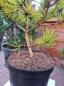 Preview: Gelbe Waldkiefer 65cm Pinus sylvestris 'Aurea' Gold zwergkiefer.