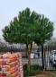 Preview: Pinus Pinea in NRW kaufen - www.plantaplaza.de