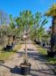 Preview: Pinus-Pinea-Nr-P6