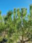 Preview: Pinus Pinea in nrw kaufen - www.Plantaplaza.de