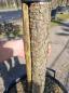 Preview: Pinus Pinea 280 cm Mittelmeer - Schirmpinie - genau diesen Nr.P6