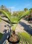 Preview: Winterharte Hanfpalme Trachycarpus 160cm ↑ genau diesen ↑ Wagnerianus Nr.186