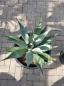 Preview: Winterharte XXL Agave Neomexicana ↑ genau die Agave im Bild ↑  Nr.5