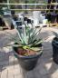 Preview: Winterharte-Agave-Neomexicana-Nr-5