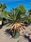 Preview: Yucca-Gloriosa-variegata-2 Preview: Yucca-Gloriosa-variegata-2